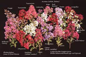 Crape myrtles (lagerstroemia species) are showy plants valued for their summer blooms and attractive bark. A Complete List Of Crape Myrtle Varieties Crape Myrtle Trails Of Mckinney