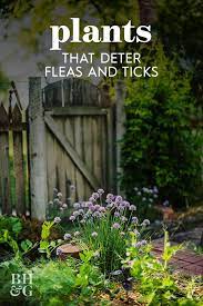 3 Plants That Repel Ticks And Fleas From Your Yard Garden Pests Plants Garden Planning
