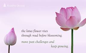 Lotus Flower Lotus Flower Quote Lotus Quote Flower Quotes