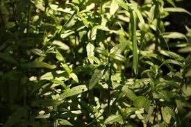 Image result for Enydra fluctuans