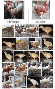 Bc 1 Kamper Chickens Phenotypic Traits A Crossbreed Of Female F 1 Download Scientific Diagram bc 1 kamper chickens phenotypic traits