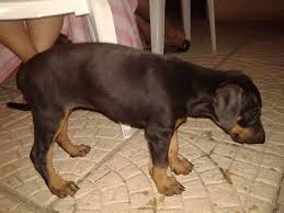 2 Aylik Disi Doberman Fiyat 500 Son Yavru Kktc Kopek Uretimi Facebook