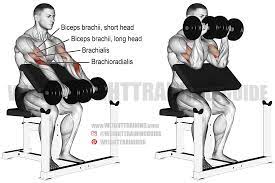 Lower dumbbell until arm is fully extended. Dumbbell Reverse Preacher Curl Instructions And Video Weight Training Guide