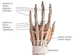 Notably displays the transverse carpal ligament (flexor retinaculum) and the palmar fascia. Wrist Hand Anatomy