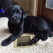 Black And Tan Labrador For Sale Buy Labrador Puppies 500 Each Visit Our Website To Buy A Puppy Now Labradopuppyhome Com Labrador Retriever Labrador Puppy Black Labrador Retriever