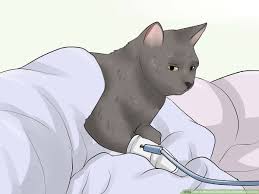 If you or someone you care about has been diagnosed with bladder cancer, you may face a lot of difficult questions. How To Prevent Urinary Tract Infections In Cats 9 Steps