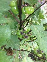 Imagine my surprise when i found out that it's not a if you are going to cook with pumpkin on a stick, harvest the fruit while it is still green. Pumpkin On A Stick Ornamental Eggplant Yes Eggplant Gardensall Ornamentals
