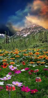 Pin By Phil Scheen On Wildflowers Beautiful Nature Beautiful Landscapes Nature