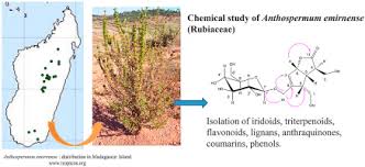 Image result for Anthospermum