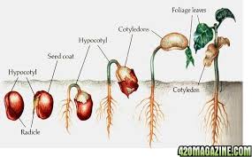Maybe you would like to learn more about one of these? The Easiest Way To Germ Seeds Water Method 420 Magazine