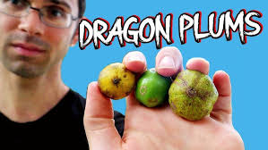 What MANGOES Are Like In The Seychelles