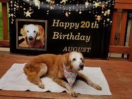 See more of golden retriever puppies on facebook. At 20 Years Old August Is The World S Oldest Golden Retriever Insider