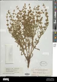 Image result for Salvia stenophylla