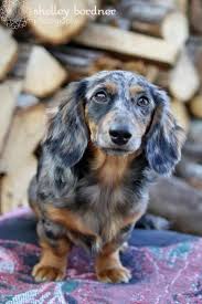 With the wild looking coat, they apart from these standards of dachshund breed, they come in a variation of 15 colors and each one. Dapple Dachshund On Tumblr Dapple Dachshund Long Haired Dachshund Dachshund Breed