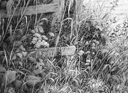 Well perhaps two marks, one up and one down. Drawing Grass Negative Drawing Techniques At Mike Sibley Fine Art