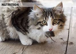 They are one of the most popular pets in the world. Feline Nutrition The Most Important Decision