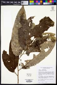 Image result for Antidesma vogelianum