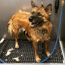 More images for german shepherd mix puppies virginia » Is The German Shepherd Chow Mix The Best Guard Dog K9 Web