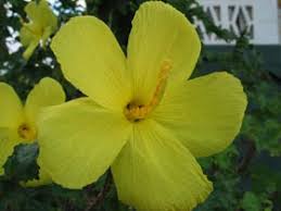 Image result for Hibiscus engleri