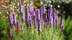 Top 10 Sustainable Plants Liatris Blazing Star Flower Plants