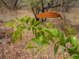 Image result for Baikiaea