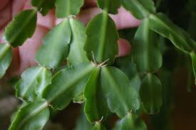 Feel the soil several inches below the soil surface, or use a soil moisture meter to. Christmas Cactus Aerial Roots What Are These Roots Growing From Christmas Cactus