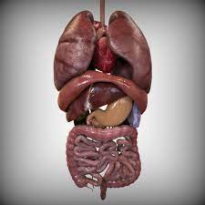 Your kids will love these colorful illustrations. 3ds Human Internal Organs Body Anatomy Organs Human Body Organs Human Body Organs Anatomy