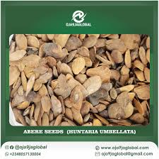 Image result for Hunteria umbellata