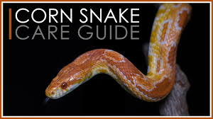 Corn Snake Care Guide