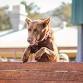 123rd Murwillumbah Show event image
