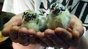 Baby Chicks