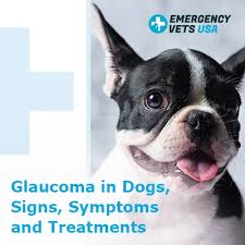 Primary glaucoma is associated with an anatomic malformation to the drainage angle of. Glaucoma In Dogs Signs Symptoms And Treatments