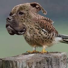 Cross Breed Dog And A Bird Dird Dog Crossbreeds Animal Mashups Funny Animals