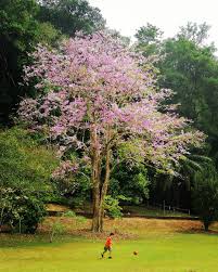 Image result for Lagerstroemia speciosa