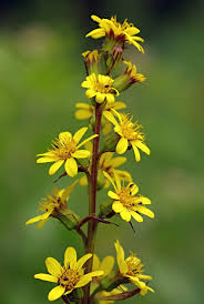 Image result for Ligularia sibirica