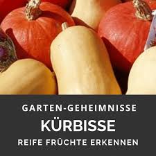 Holziger stiel ist der stielansatz hart, bräunlich, trocken und holzig spricht dies für die reife der frucht. Kurbisse Reife Fruchte Erkennen Garten Geheimnisse