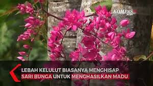 Hubungi saya terus melalui link wasap ini. Manisnya Bisnis Madu Linot Video Dailymotion