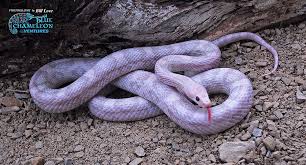 Black And White Corn Snake Morph Corn Snake Hypo Lavender Morph I Will Own One Someday Maybe In The Not So Distant Future Corn Snake Snake Baby Snakes