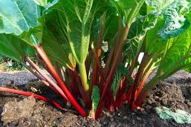 It takes several years for rhubarb plants to be mature enough to produce a good harvest. Growing Rhubarb Varieties Planting Guide Care Problems And Harvest