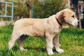 He has praised the alabai, or central asian shepherd dog, as an example of national heritage and written a book about them. Central Asian Shepherd Dog Breed Facts Highlights Buying Advice Pets4homes