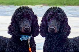 To learn more about each adoptable poodle (standard), click on the i icon for fast facts, or their photo or name for full details. Standard Poodle Adoption Lovetoknow