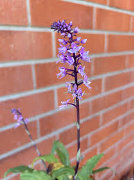 Image result for Stenoglottis