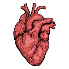 Maybe you would like to learn more about one of these? Realistic Heart Illustration Ad Ad Affiliate Illustration Heart Realistic In 2021 Heart Illustration Human Heart Art Human Heart Tattoo