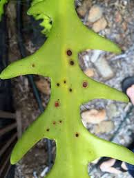 After the identification of the problem, comes the tips to conduct a successful root cause analysis or fishbone diagram. Pin On Dragon Plant Disease