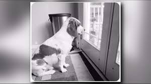Jul 21, 2011 · madison county, pendleton, in id: More Pet Sitter Victims Speak Out Against Woman Accused Of Neglecting Rescue Dog Lucky Whas11 Com