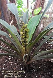 Image result for Chlorophytum macrophyllum