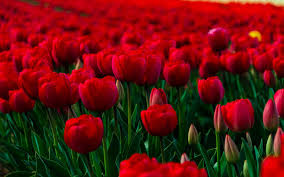 Check spelling or type a new query. Beautiful Flowers Wallpaper Hd For Android Apk Download