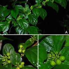 Image result for Premna velutina