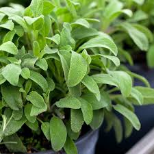 Feb 10, 2021 · planting and caring for herbs help your container herbs thrive with the right soil, sun exposure, and fertilizer. How To Grow Potted Herbs Container Gardening Planet Natural