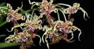 About our better flowers coupons. Web Workshop The Web Page Creator For Kids Orchideen